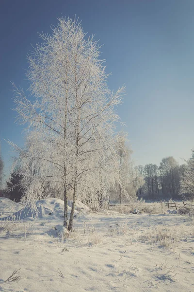 Arbre gelé sur champ d'hiver et ciel bleu — Photo