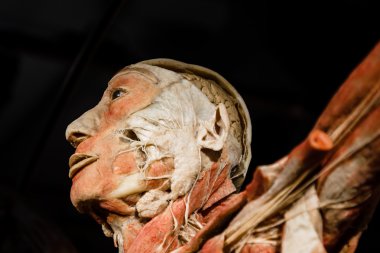 Plastinated insan vücudu üzerinde görüntüleme