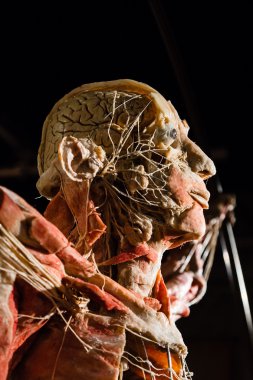 Plastinated insan vücudu üzerinde görüntüleme
