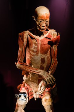 Plastinated insan vücudu üzerinde görüntüleme