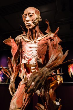 Plastinated insan vücudu üzerinde görüntüleme