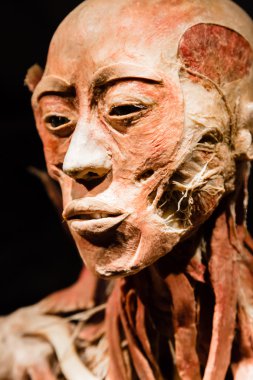 Plastinated insan vücudu üzerinde görüntüleme