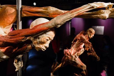 Plastinated insan vücudu üzerinde görüntüleme