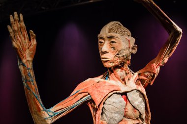 Plastinated insan vücudu üzerinde görüntüleme