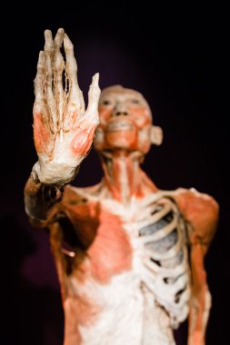 Plastinated insan vücudu üzerinde görüntüleme