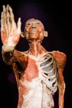 Plastinated insan vücudu üzerinde görüntüleme