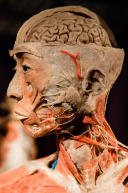 Plastinated insan vücudu üzerinde görüntüleme