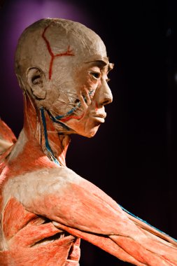 Plastinated insan vücudu üzerinde görüntüleme