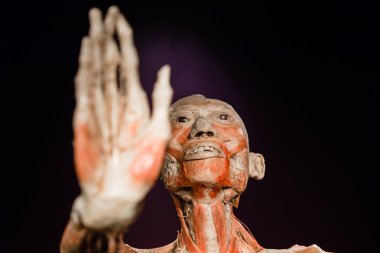 Plastinated insan vücudu üzerinde görüntüleme