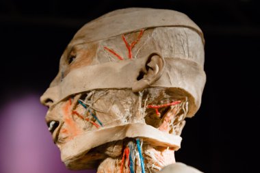 Plastinated insan vücudu üzerinde görüntüleme