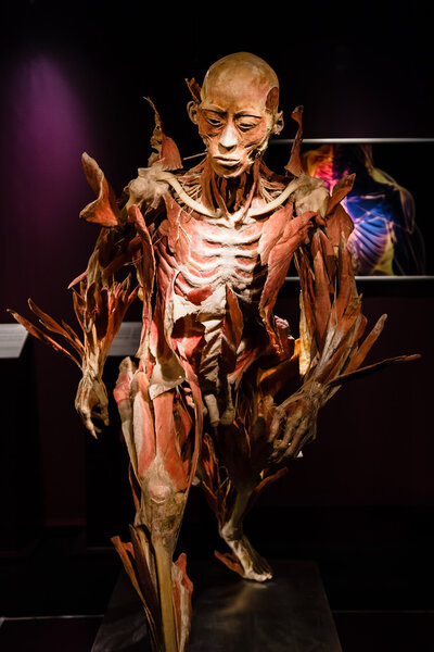 Plastinated human body on display