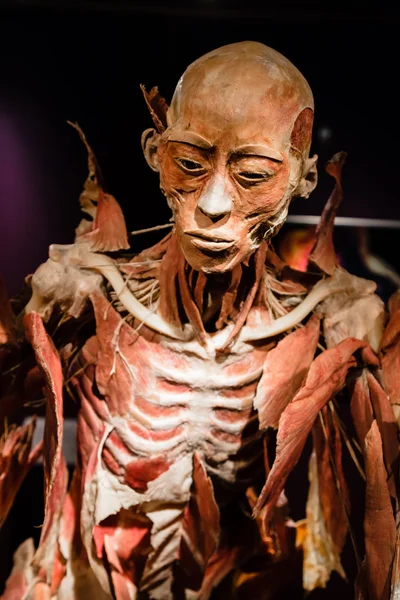 Plastinated insan vücudu üzerinde görüntüleme — Stok fotoğraf