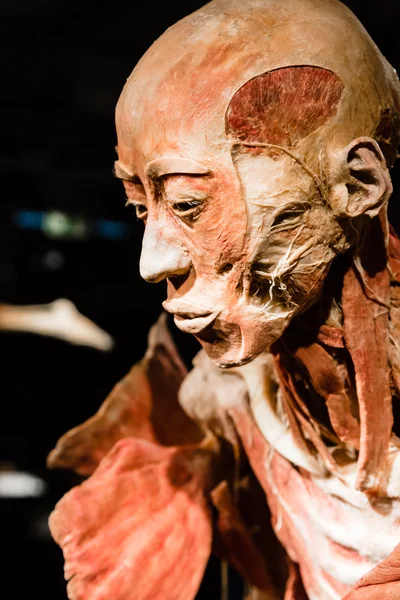 Plastinated human body on display