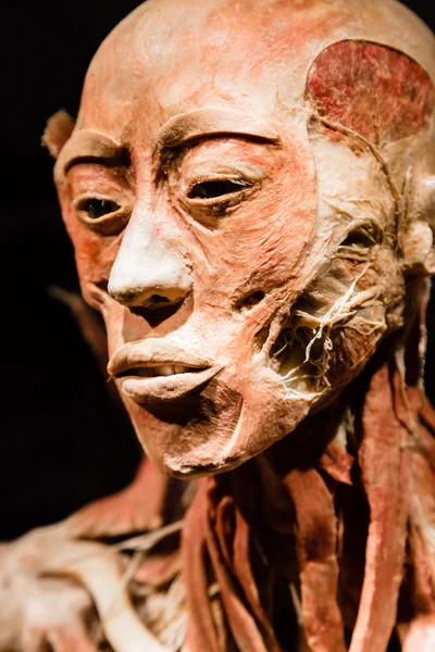 Plastinated insan vücudu üzerinde görüntüleme — Stok fotoğraf