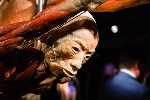 Plastinated human body on display