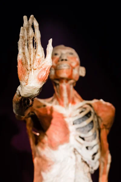 Plastinated insan vücudu üzerinde görüntüleme — Stok fotoğraf