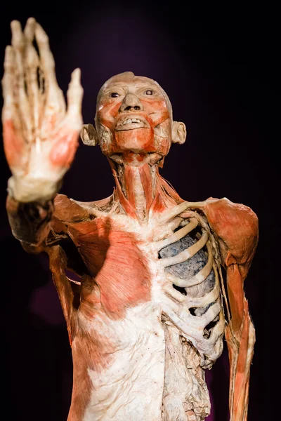 Plastinated lidské tělo na displeji — Stock fotografie