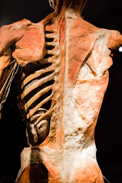 Plastinated ludzkie ciało na wyświetlaczu — Zdjęcie stockowe