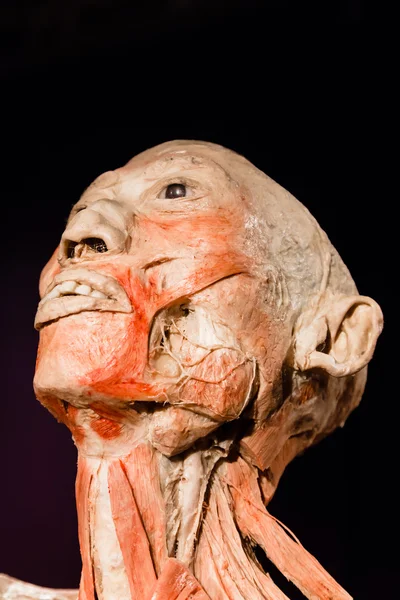 Plastinated lidské tělo na displeji — Stock fotografie