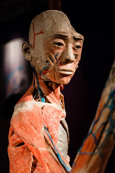Plastinated human body on display — Stock Photo, Image