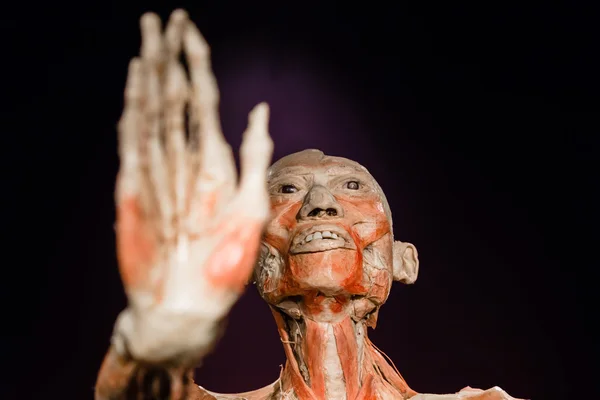 Plastinated insan vücudu üzerinde görüntüleme — Stok fotoğraf