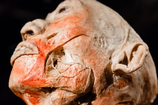 Plastinated human body on display