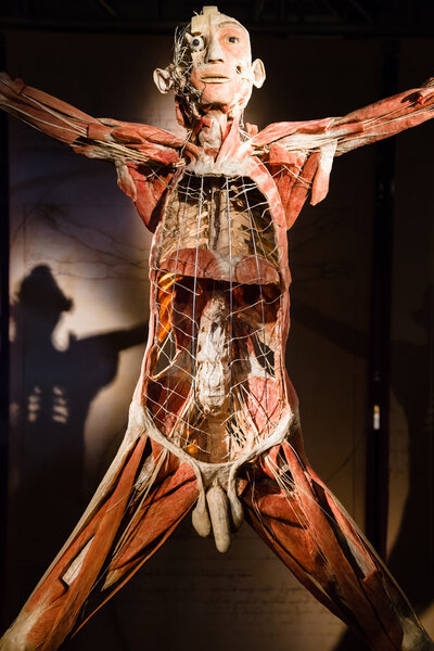 Plastinated human body on display