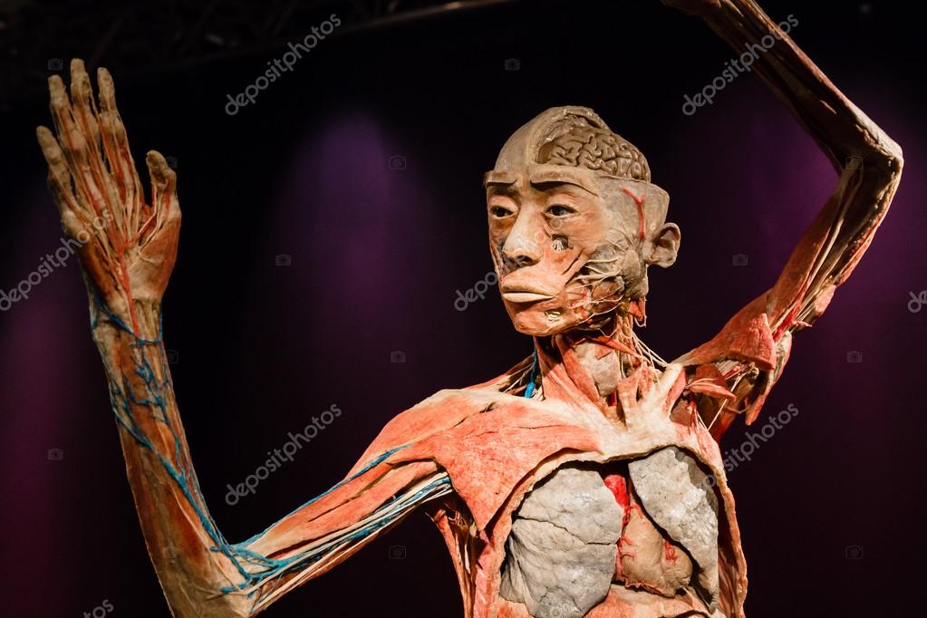 Plastinated Human Body On Display Stock Editorial Photo © Tinx 125724022