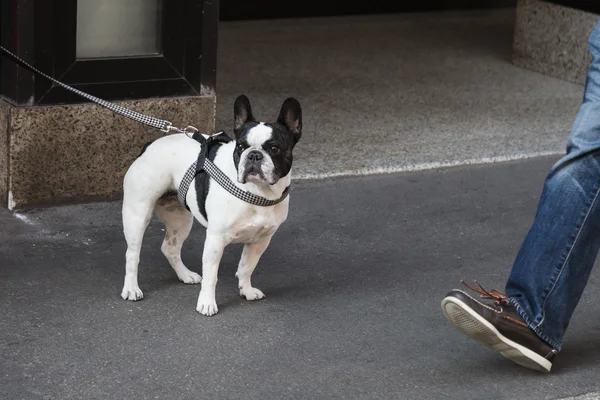 Dog spotted in the city streets — Stock Photo, Image