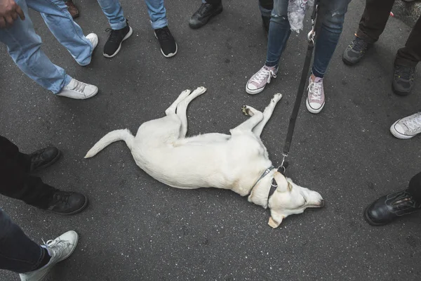 Perro descansando durante el desfile del Día de la Liberación — Foto de Stock