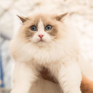 güzel kedi quattrozampeinfiera Milano, İtalya