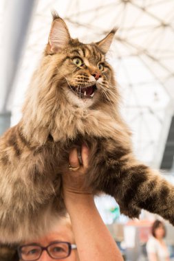 güzel kedi quattrozampeinfiera Milano, İtalya