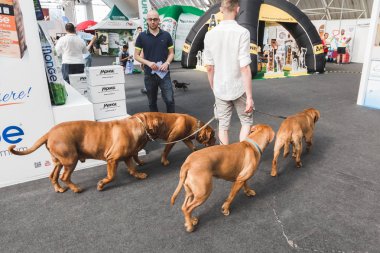 Güzel köpekler, Quattrozampeinfiera Mialn, İtalya