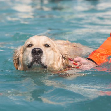 Yüzme havuzundaki köpek. 