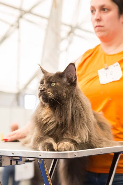 Gato bonito em Quattrozampeinfiera em Milão, Itália — Fotografia de Stock