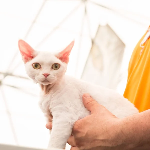 Mooie kat op quattrozampeinfiera in Milaan, Italië — Stockfoto