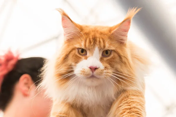 Beau chat au Quattrozampeinfiera à Milan, Italie — Photo