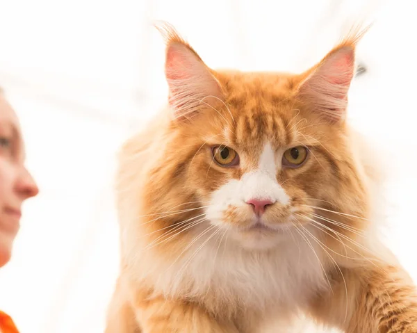 Hermoso gato en Quattrozampeinfiera en Milán, Italia — Foto de Stock