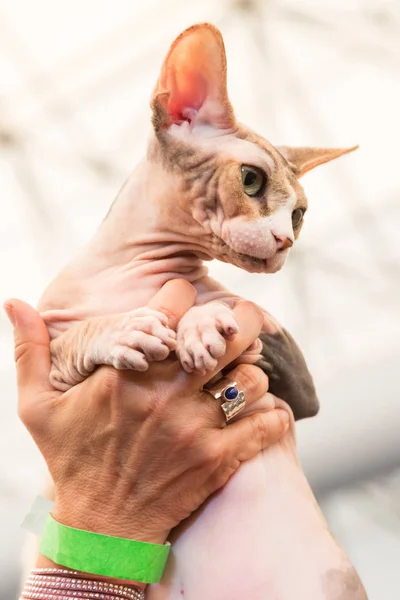 Schöne katze bei quattrozampeinfiera in milan, italien — Stockfoto