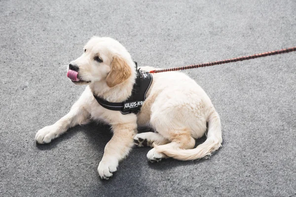 Cão bonito em Quattrozampeinfiera em Mialn, Itália — Fotografia de Stock