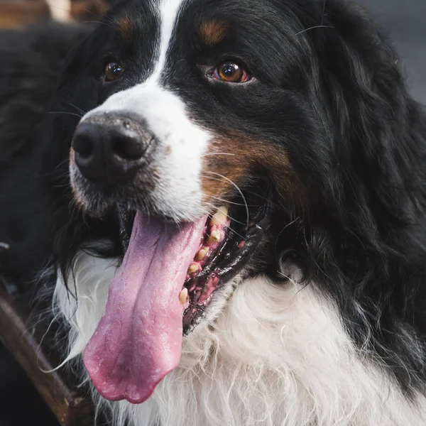 Cão bonito em Quattrozampeinfiera em Mialn, Itália — Fotografia de Stock