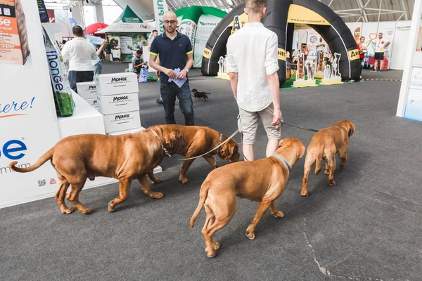 Mooie honden bij Quattrozampeinfiera in Mialn, Italië — Stockfoto