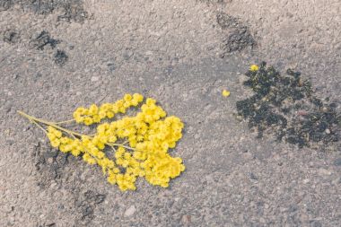 Mimoza uluslararası Wome'nın gün boyunca zeminde 