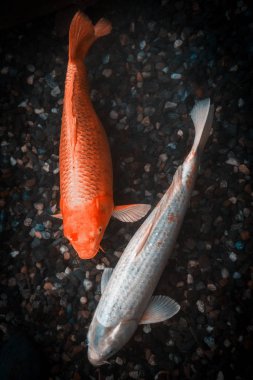 Japan Koi Carp,Colorful fancy fish clipart
