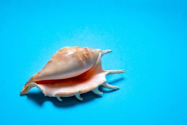 Mavi arkaplanda hafif kabuklar