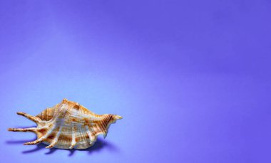 Mavi arkaplanda hafif kabuklar