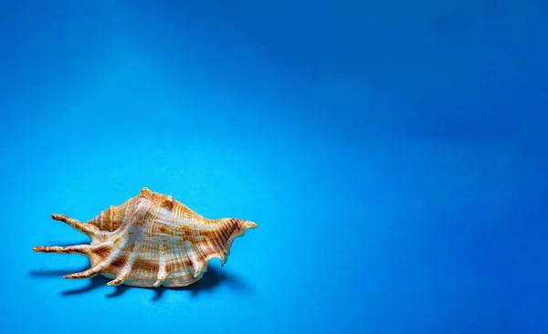 Light Shells Blue Background — Stock Photo, Image