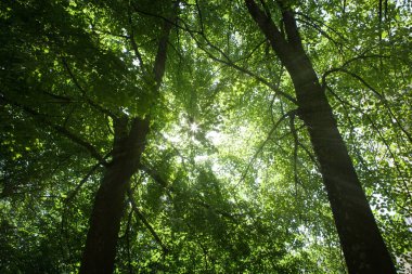 Güneşli yaz kalın yaprak döken orman