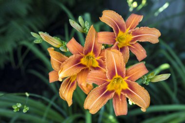 Taze bloomed daylilies parlak güneşli bir günde gurup.