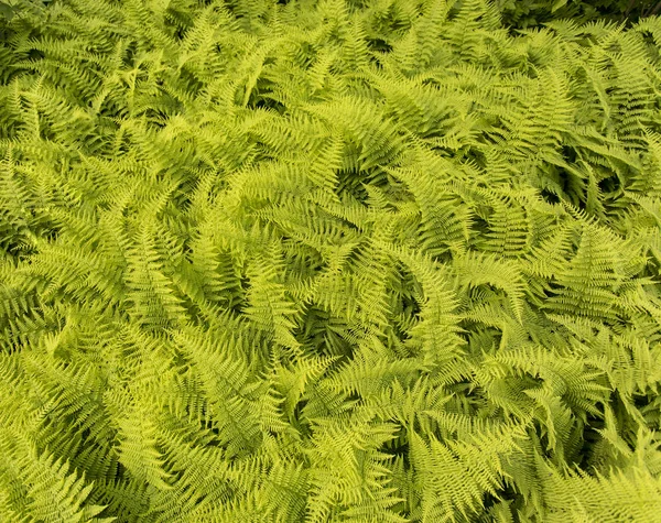 Plan Grand Angle Grand Groupe Fougères Sauvages Sur Sol Forestier — Photo